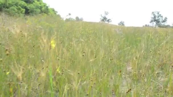 Grama Verão Tiroteio Natureza — Vídeo de Stock