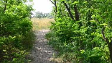 Sabah çekimleri var. Yazın ağaçlar