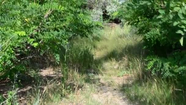 Bomen Zomer Schieten Ochtend — Stockvideo