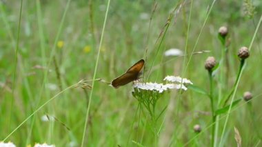 Çayırdaki kelebek. Yazın doğa.
