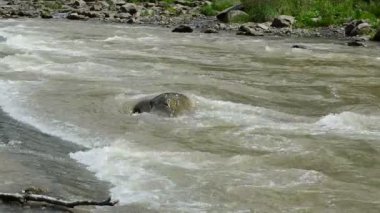 Dağ nehri ve taşlar. Dağ nehrinin akıntısı