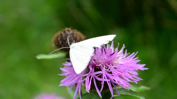 Бабочка Цветке Стрельба Летом — стоковое видео