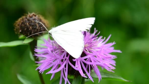 Schieten Zomer Vlinder Een Bloem — Stockvideo