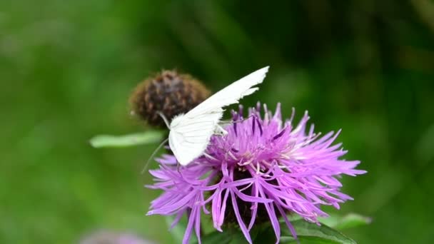 Borboleta Uma Flor Tiro Verão — Vídeo de Stock