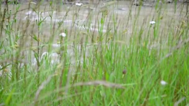 Blumen Gegen Den Fluss Blumen Und Fluss — Stockvideo