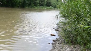 Yazın çekim. Dağ nehri