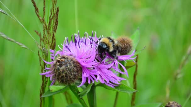 大黄蜂和花朵 夏天的情节 — 图库视频影像