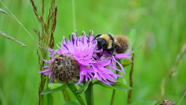 Insecten Zomer Hommel Een Bloem — Stockvideo