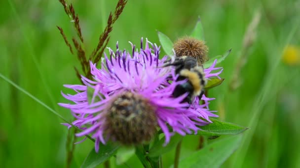 Bumblebee Atas Bunga Serangga Musim Panas — Stok Video