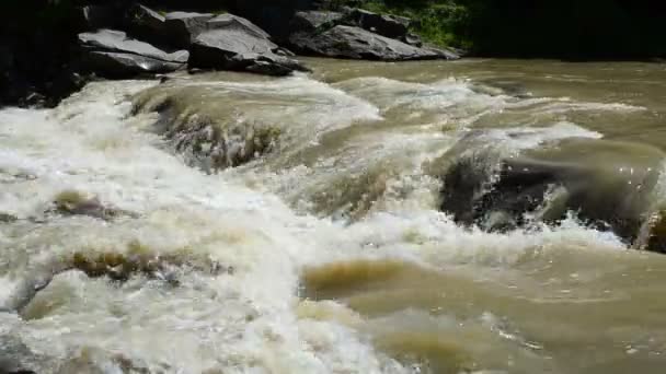 Flodbäck Sommaren Natur Och Bergsflod — Stockvideo