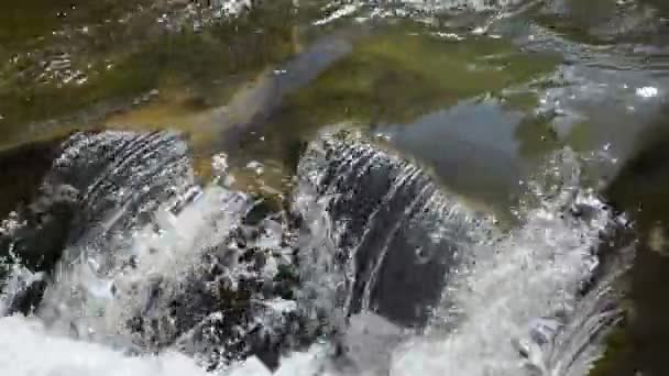 Wasserfälle Gebirgsfluss Wasserbewegung — Stockvideo