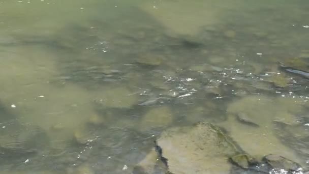 River Bed Bottom Watercourse — Stock Video