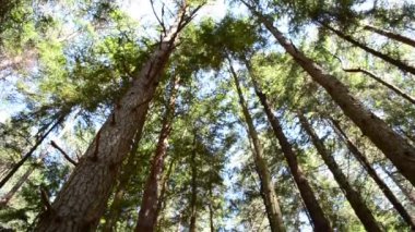 Yüksek çamlar. Dağlardaki ağaçlar