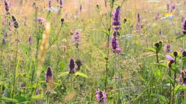 Yaz çiçekleri. Çiçeklerin arka planı