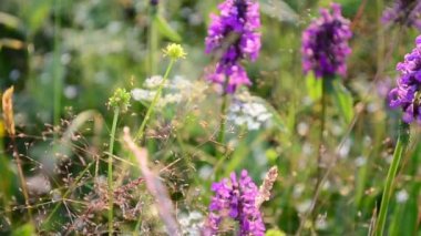 Dağlarda çiçek avlamak. Çiçekli böcekler