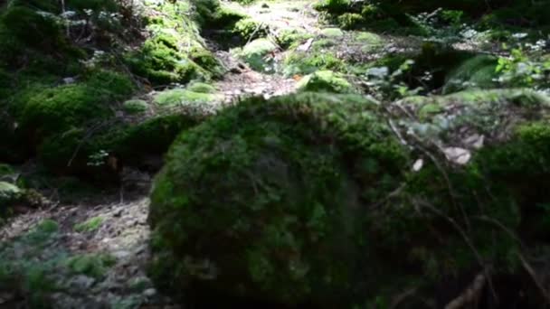 Tir de montagnes dans le mouvement. Tournage en été 