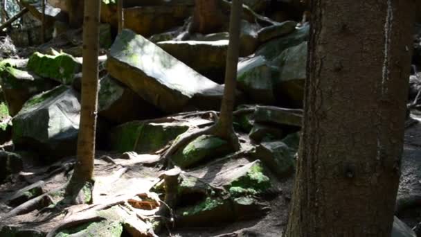 Montagne Paysage Forestier Tournage Été — Video