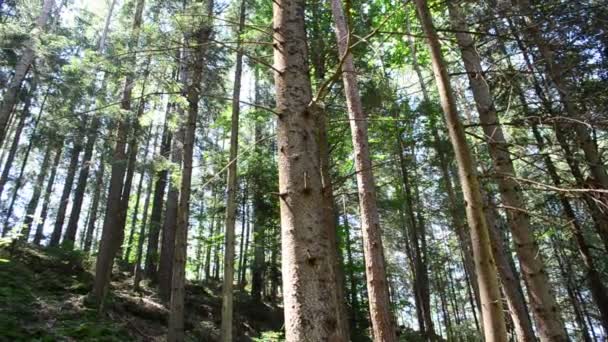 Pijnbomen Schieten Bergen Berggebied — Stockvideo