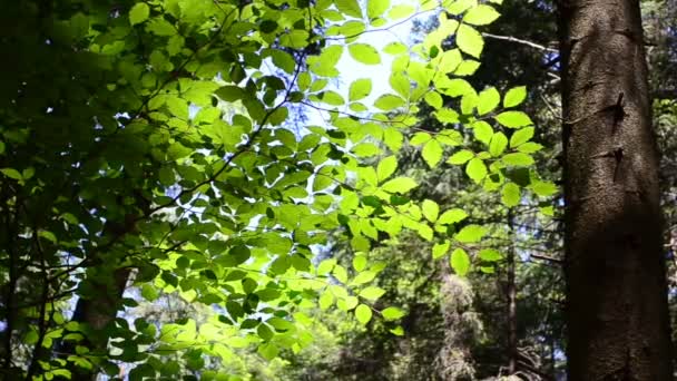 Sonnenlicht Und Blätter Schießen Wald — Stockvideo