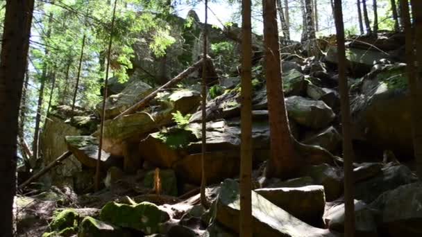 Mountain Forest Landscape Shooting Summer — Stock Video