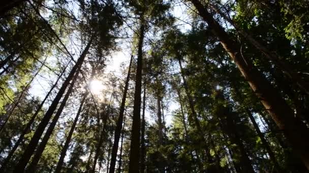 Slunce Borovice Horská Krajina — Stock video