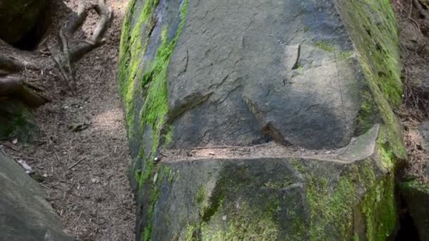 Des pierres dans le bois. Tournage en montagne 