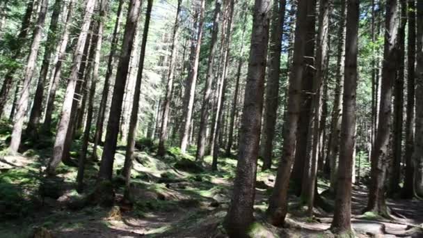 夏天和木头 高山松树 — 图库视频影像