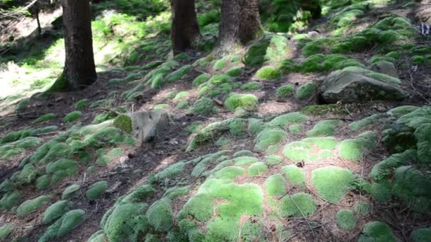 Est Beaucoup Mousse Paysage Fantastique Tournage Montagne — Video