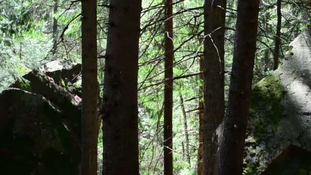 Tournage en été. Montagne, paysage forestier 