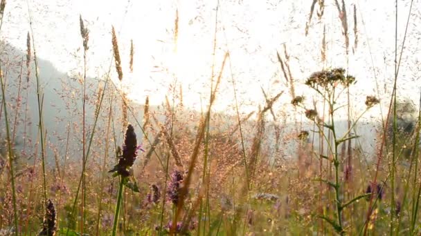 美丽的光和色彩 草木和花卉 — 图库视频影像