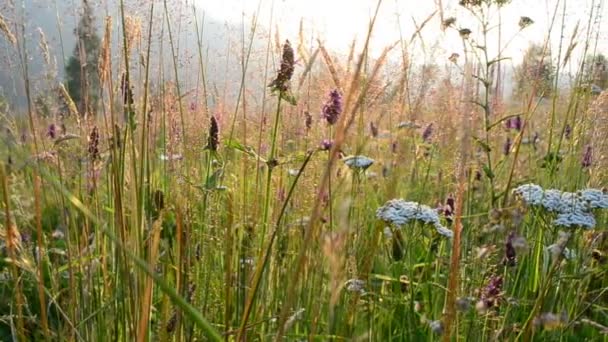 Blumen Einem Sonnenuntergang Schönes Licht Und Farbe — Stockvideo