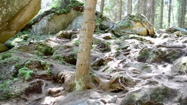 Bäume Den Bergen Hochkiefern — Stockvideo