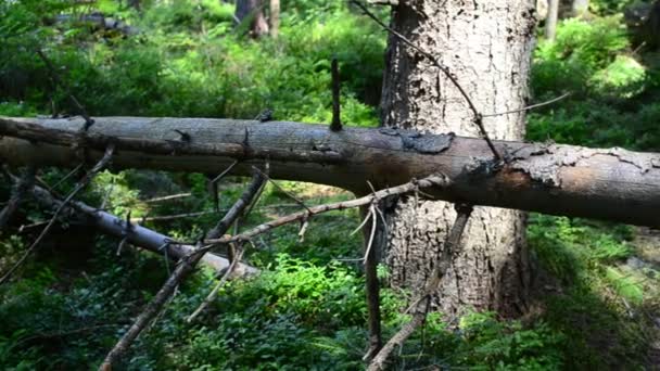 Zawinięta Sosna Strzelanie Górach — Wideo stockowe