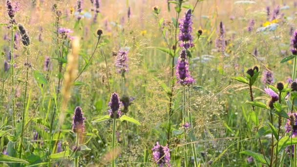 Fleurs d'été. Contexte des fleurs 