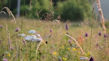 Yabani çiçeklerin çekimleri. Yakın çekim.