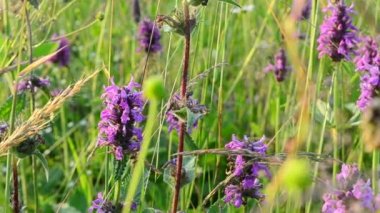 Yaz çiçekleri. Çiçeklerin arka planı