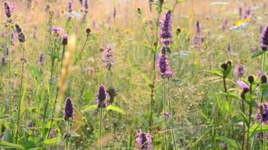 Çok fazla çiçek var. Çiçek tarlası