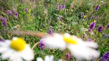 Çok fazla çiçek var. Çiçek tarlası