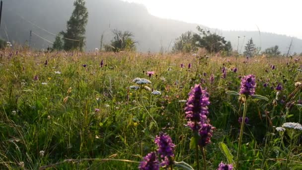 Strzał Bliska Fotografowanie Dzikich Kwiatów — Wideo stockowe