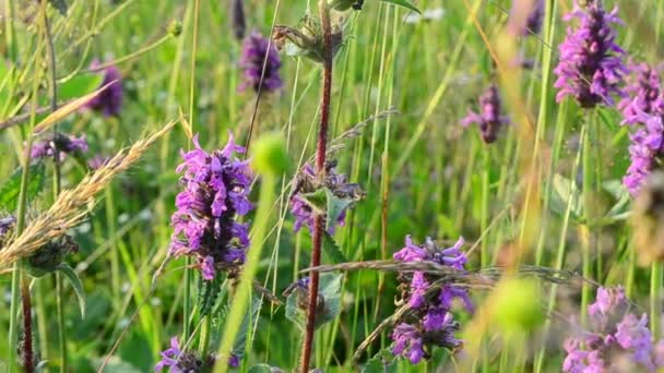 Fleurs d'été. Contexte des fleurs 