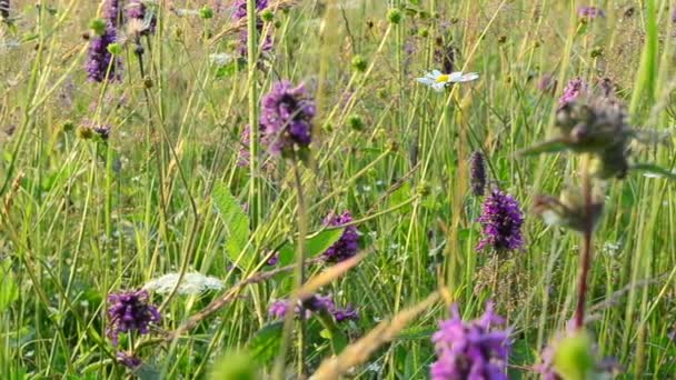 Campo Flores Montón Flores — Vídeo de stock