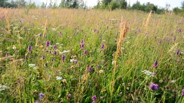 Insectes Sur Les Fleurs Tournage Fleurs Montagne — Video