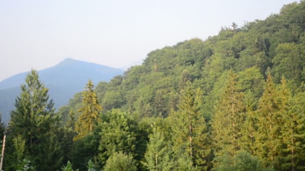 Montagnes Bois Des Pins Dans Bois — Video