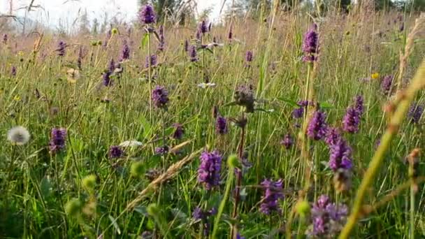 Wiese Und Niedergang Kräuter Und Blumen — Stockvideo