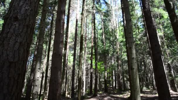 Pinheiros Altos Árvores Nas Montanhas — Vídeo de Stock