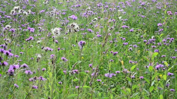 Sono Molti Fiori Una Radura Sfondo Dai Fiori — Video Stock