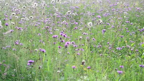 Beaucoup Fleurs Sur Une Clairière Contexte Des Fleurs — Video