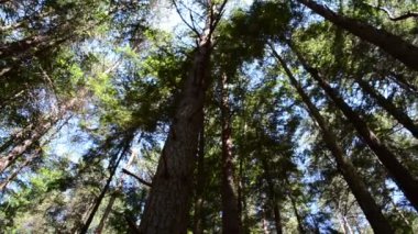 Çam kovanları. Güzel ahşap