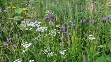 Tarlada çiçekler. Yazın çekim.