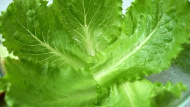 Marul yaprakları üzerinde düşen kiraz domatesleri. Yavaş çekim.